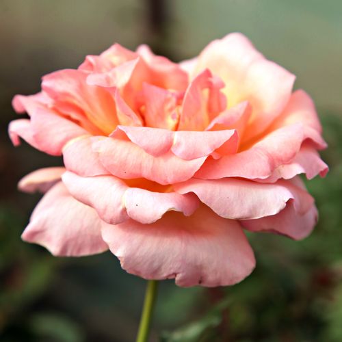 Žlutooranžová - Stromkové růže s květmi čajohybridů - stromková růže s rovnými stonky v koruně